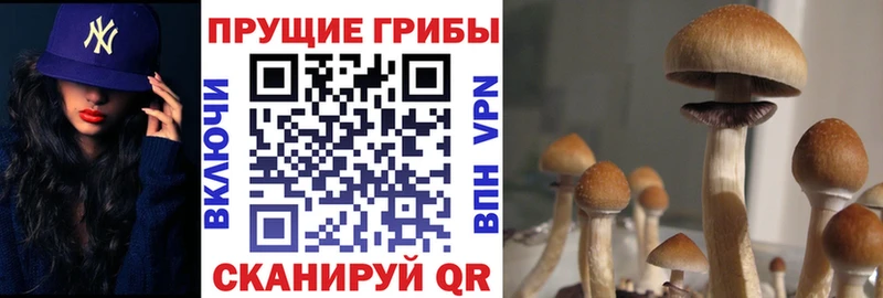 Галлюциногенные грибы Psilocybine cubensis  ссылка на мегу ссылка  Казань 